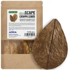 Sofort Bestellen Foglie di catappa S 12,5-16cm 10pz
