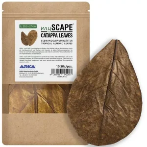 Catappa Leaves L 20,5-27cm 10pcs Sofort Bestellen