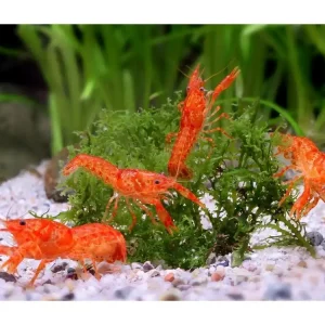 10x Orange dwarf crayfish CPO male - Cambarellus Patzcuarensis Top-Preis