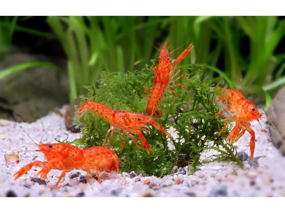 10x Cangrejo de río enano naranja macho CPO - Cambarellus Patzcuarensis Preisreduziert