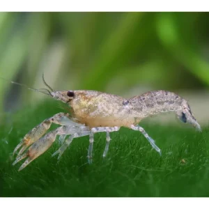 10x male blue dwarf crayfish - Cambarellus Diminutus Neue Ware