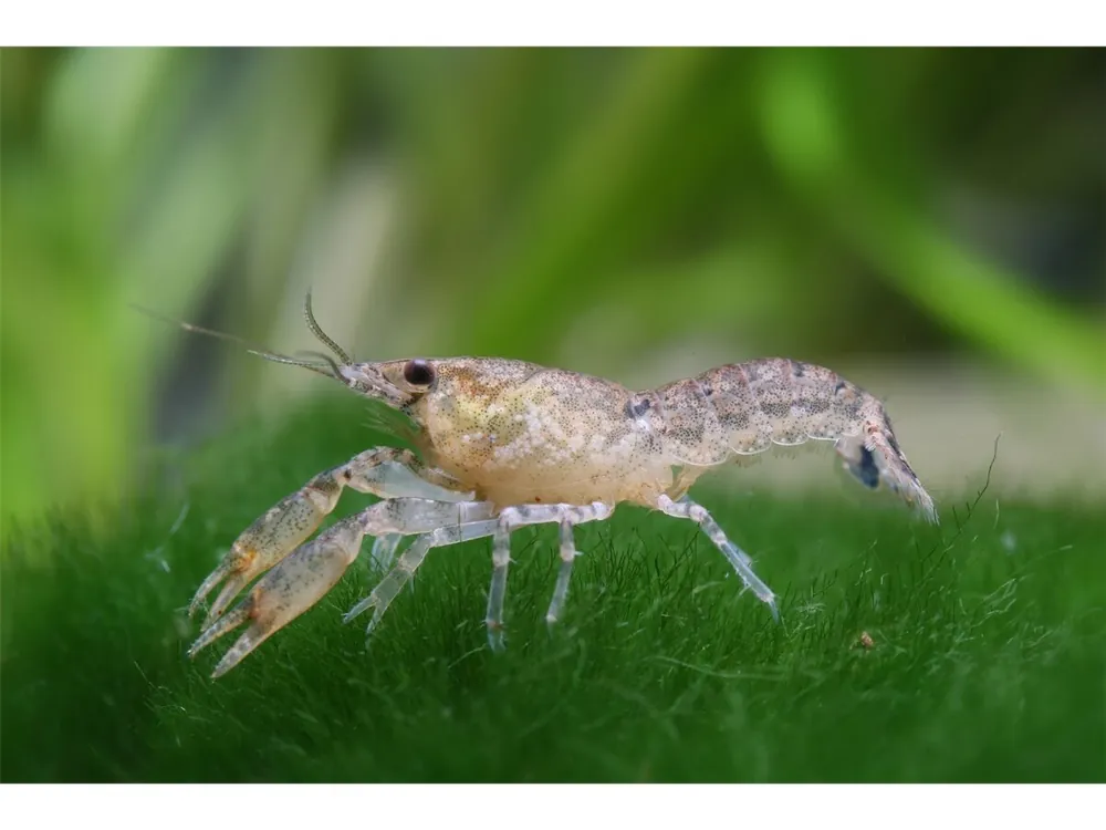 10x male blue dwarf crayfish - Cambarellus Diminutus Neue Ware