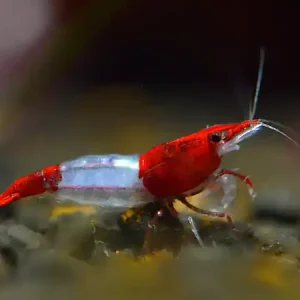 Crevette rouge Rili - Neocaridina davidi Heißes Angebot