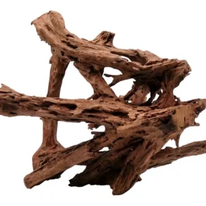 Mangrove 40-60cm Sichere Zahlung