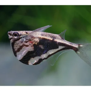 Echter Marmorbeilbauch - Carnegiella strigata Zertifiziert
