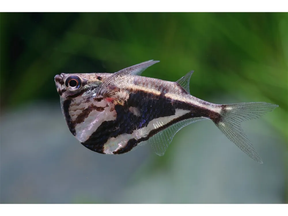 Panza de hacha de mármol - Carnegiella strigata Heißes Angebot