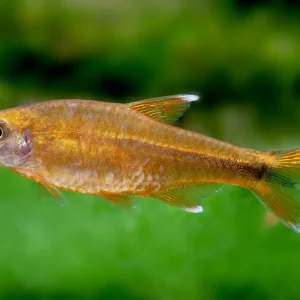Angebot Copper tetra - Hasemania nana