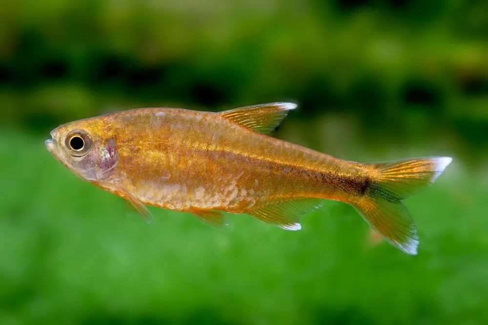 Angebot Copper tetra - Hasemania nana