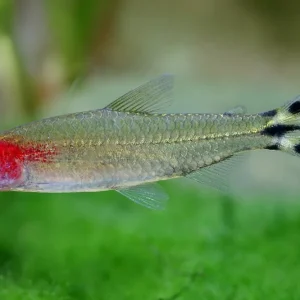 Sonderangebot Red-headed tetra - Hemigrammus bleheri