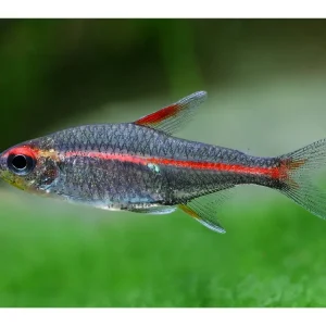 Glühlichtsalmler - Hemigrammus erythrozonus Saisonangebot