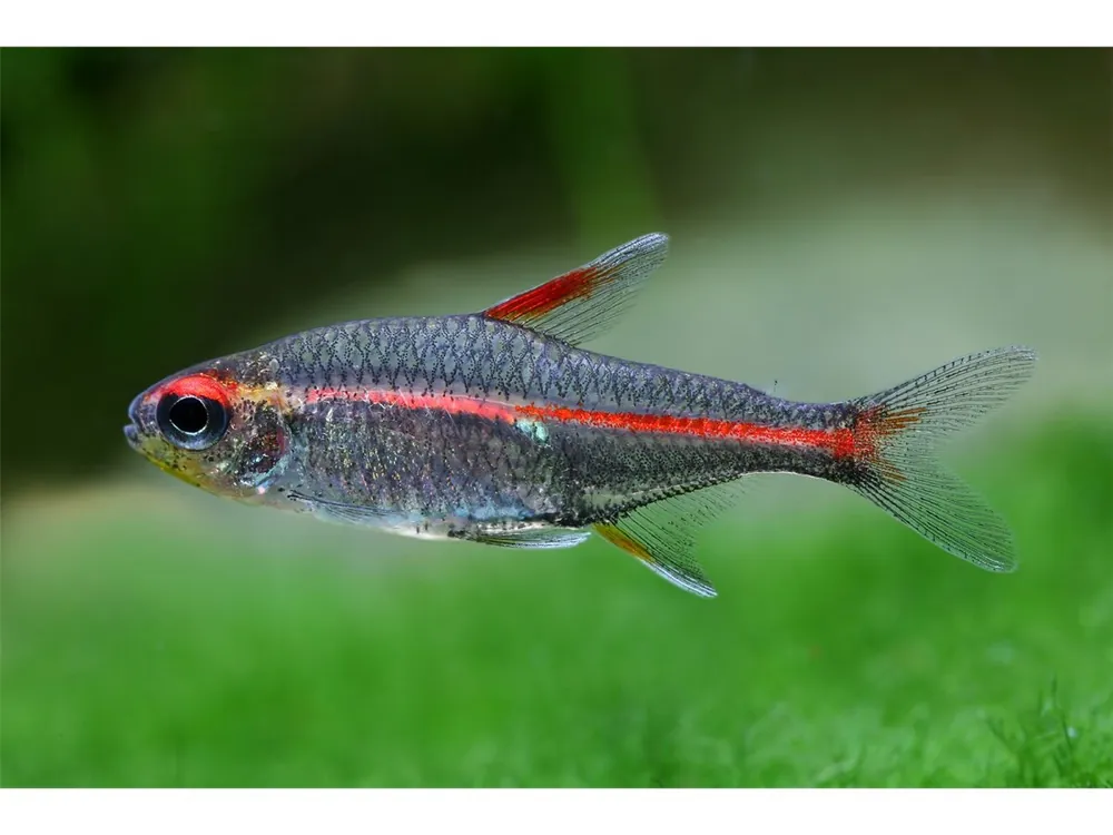 Preisknaller Tetra luminoso - Hemigrammus erythrozonus