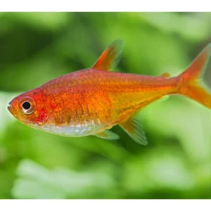 Tetra de fuego - Hyphessobrycon amandae Top-Preis