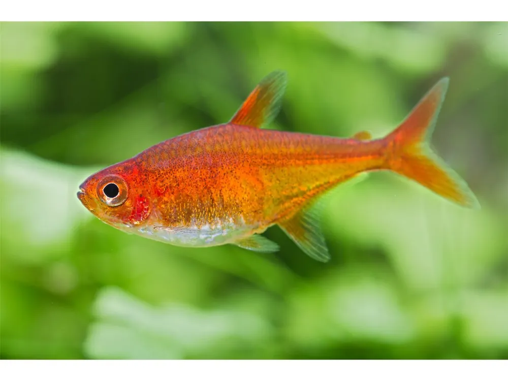Tetra de fuego - Hyphessobrycon amandae Top-Preis