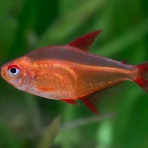 Mzuel Mato Grosso red cherry tetra - Hyphessobrycon sp. Top-Angebot