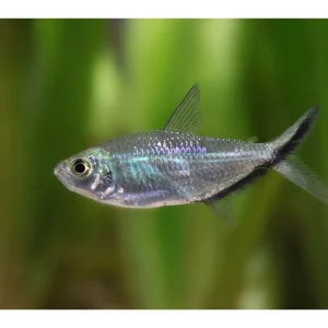 Blackline characin - Moenkhausia costae Preisknaller