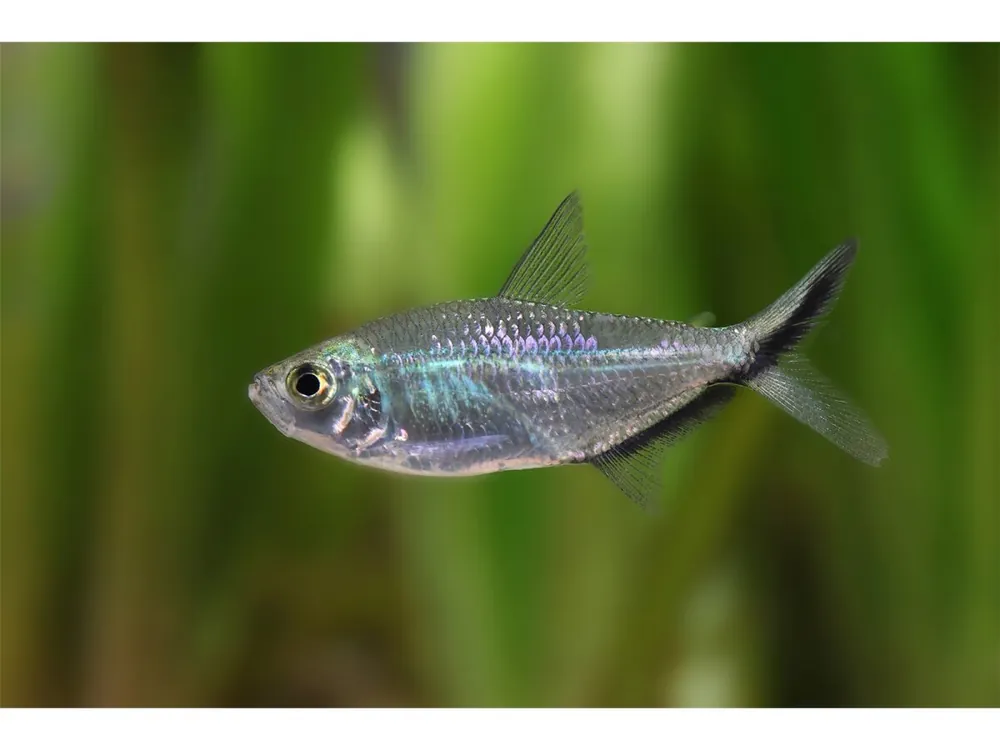 Blackline characin - Moenkhausia costae Preisknaller