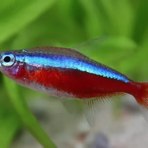 Neón rojo med - Paracheirodon axelrodi Letzte Chance