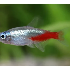 Neuheit Neon Diamant - Paracheirodon innesi