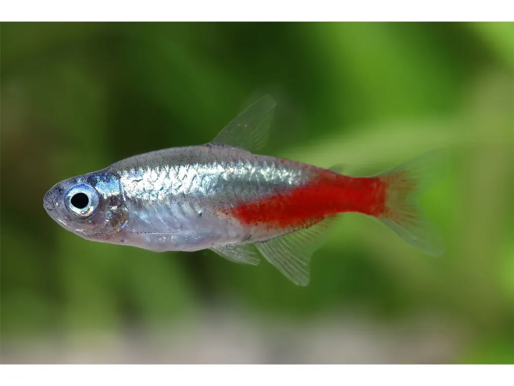 Neuheit Neon Diamant - Paracheirodon innesi