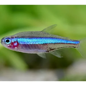 Aktuell Blauer Neon - Paracheirodon simulans