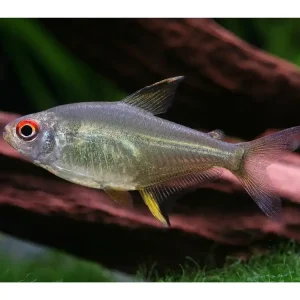 Nur Heute Zitronensalmler - Hyphessobrycon pulchripinnis