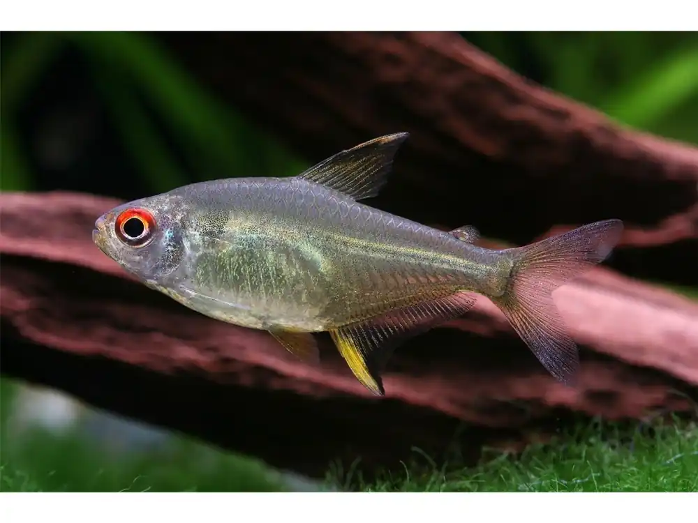 Lemon tetra - Hyphessobrycon pulchripinnis Saisonangebot