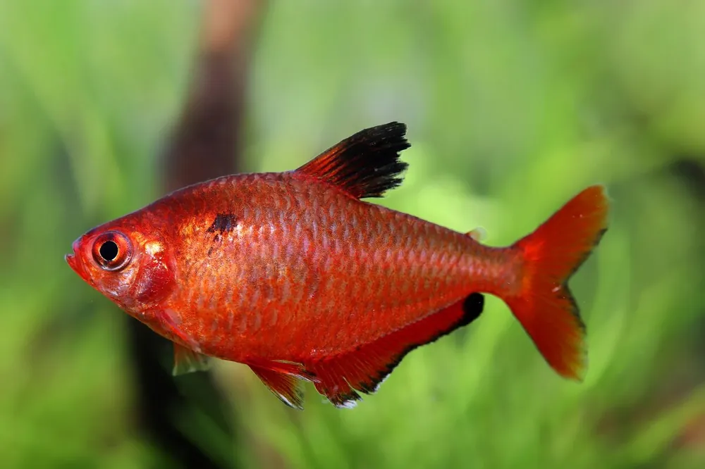 Blood tetra - Hyphessobrycon eques Preisknaller