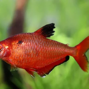 Abverkauf Tetra sanguíneo - Hyphessobrycon eques
