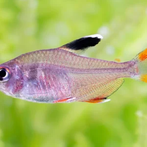 Tetra ornamentale - Hyphessobrycon bentosi Kracherpreis
