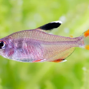 Tetra ornamental - Hyphessobrycon bentosi Sonderaktion