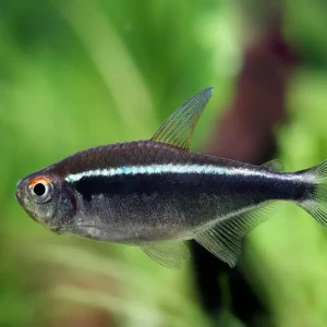 Neón negro - Hyphessobrycon herbertaxelrodi Wochenendangebot