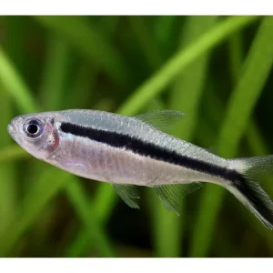 Oblique swimmer - Thayeria boehlkei Preisknaller