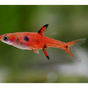 Top-Seller Dwarf Dwarf - Boraras maculata