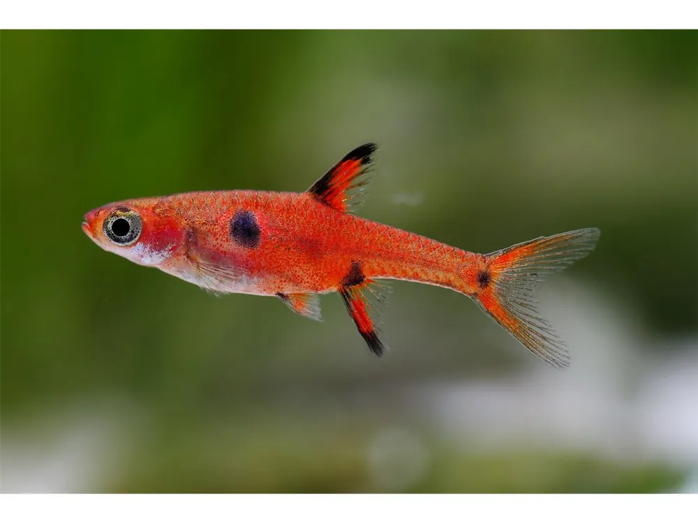 Top-Seller Dwarf Dwarf - Boraras maculata