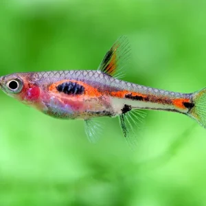 Expressversand Roter Zwergrasbora - Boraras merah