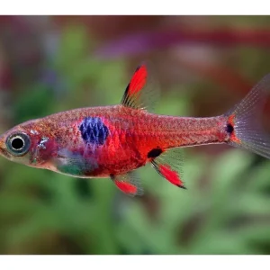 Preisknaller Petch Noi dwarf rasbora - Boraras naevus
