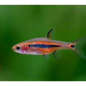 Nénuphar nain à bandes longitudinales - Boraras urophthalmmoides Saisonangebot