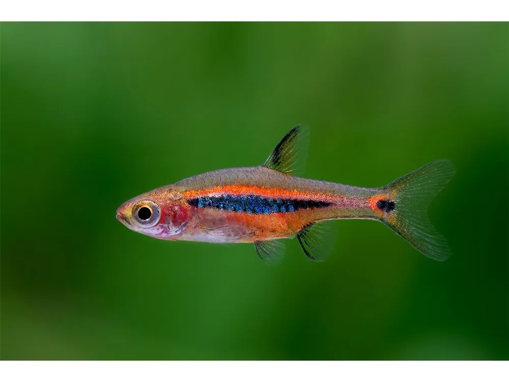 Rasbora enana de bandas largas - Boraras urophthalmmoides Begrenztes Angebot