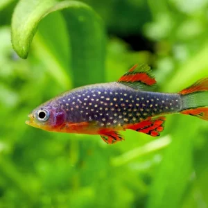 Begrenztes Angebot Percnoptère Galaxy - Celestichthys margaritatus