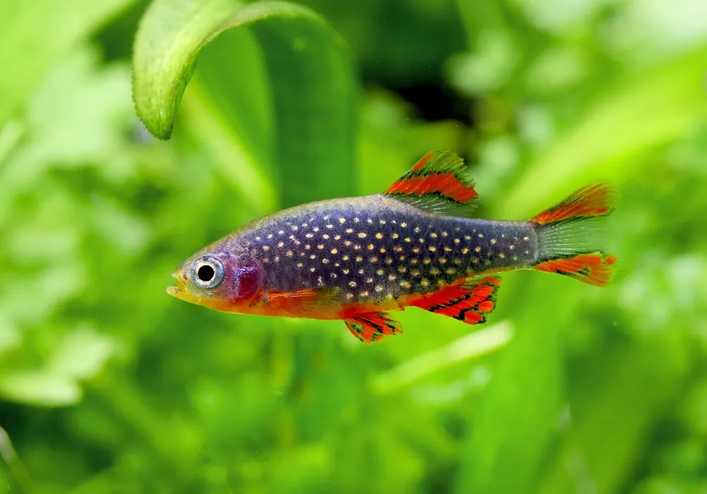 Begrenztes Angebot Percnoptère Galaxy - Celestichthys margaritatus