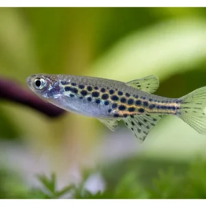 Danio leopardo enano - Danio tinwini Letzte Chance