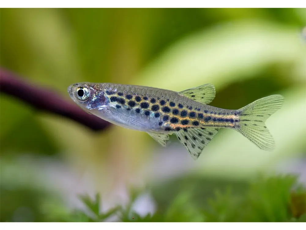 Danio leopardo enano - Danio tinwini Letzte Chance