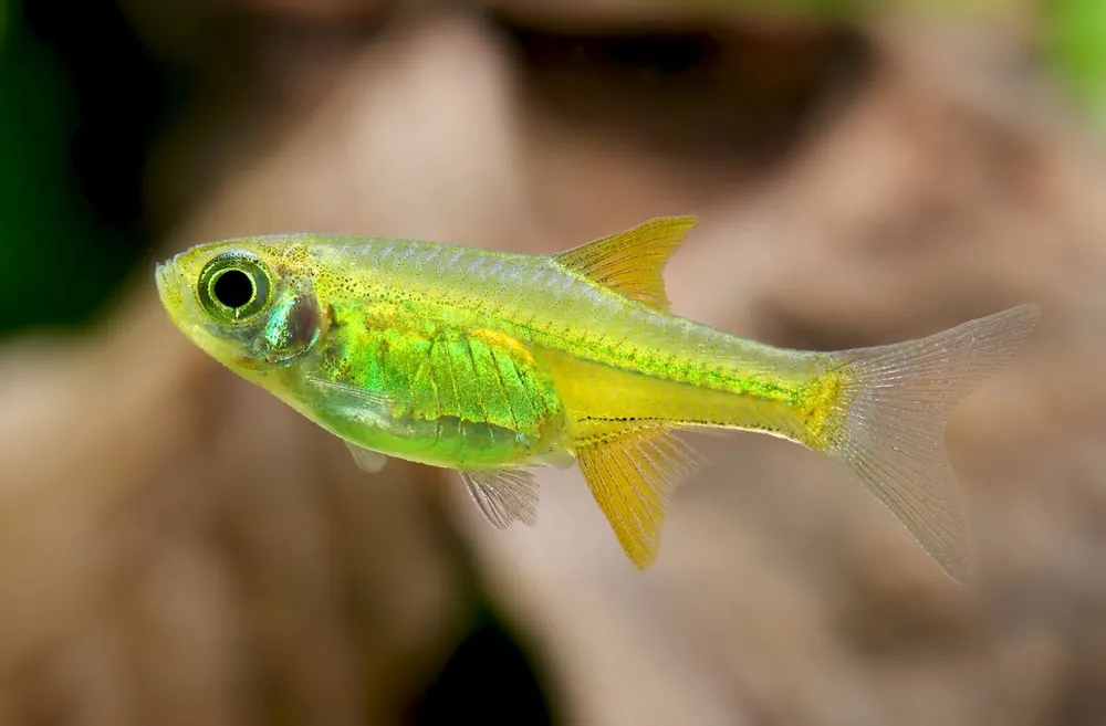 Jetzt Bestellen Bora nain émeraude - Microdevario kubotai