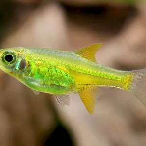 Grassbora nana smeraldina - Microdevario kubotai Echt