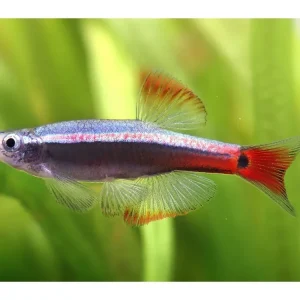 Pez cardenal - Tanichthys albonubes Bestpreis