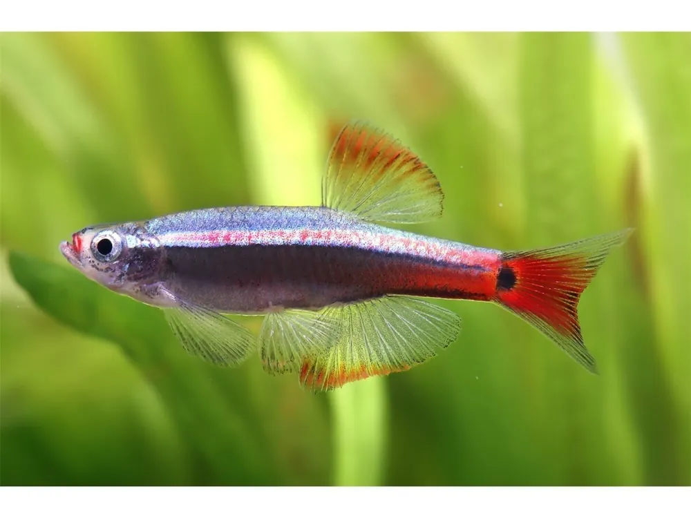 Pez cardenal - Tanichthys albonubes Bestpreis