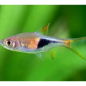 Barbetto cuneato - Trigonostigma heteromorpha Letzte Chance