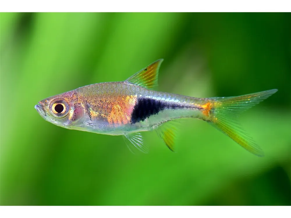 Neue Kollektion Barbudo de cuña - Trigonostigma heteromorpha