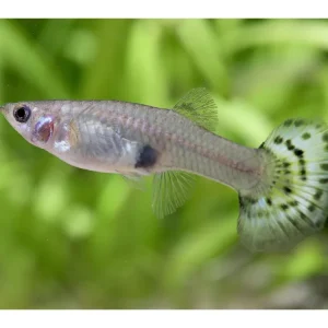 Angebot Guppy hembra mixta - Poecilia reticulata