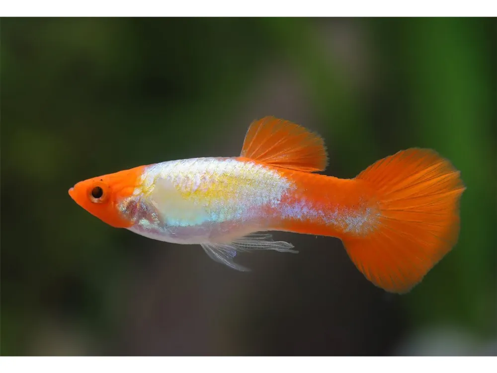 Guppy Koi Platinum Male - Poecilia reticulata Sofort Bestellen